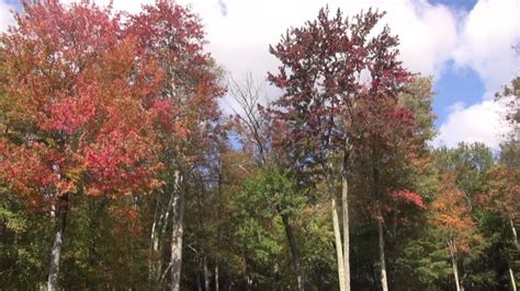 Foresters track the fall foliage in Pennsylvania | fox43.com