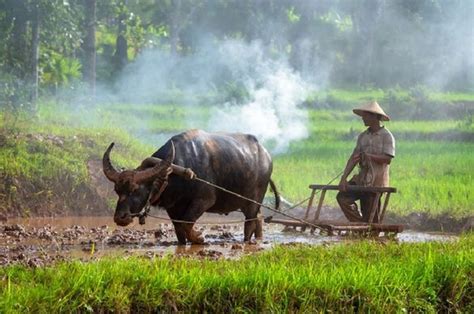 Aktivitas Perkebunan Di Indonesia Pengertian Jenis Dan Ciri Cirinya