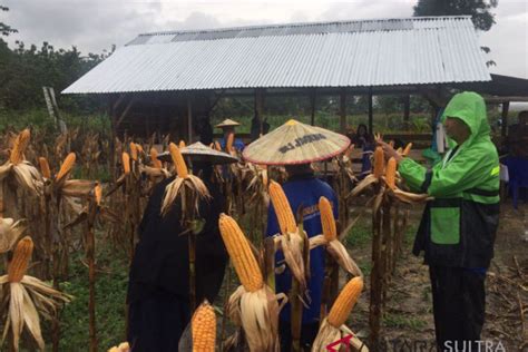 Peserta Sekolah Lapang Iklim Panen Raya Jagung Antara News Sulawesi