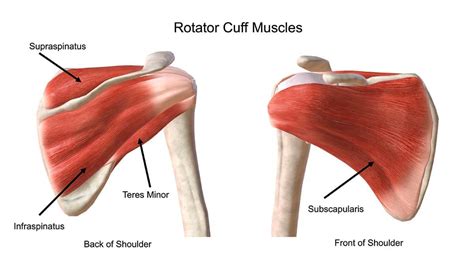 Limit Bias Generosity Can You Tear Both Rotator Cuffs Receiving Lung