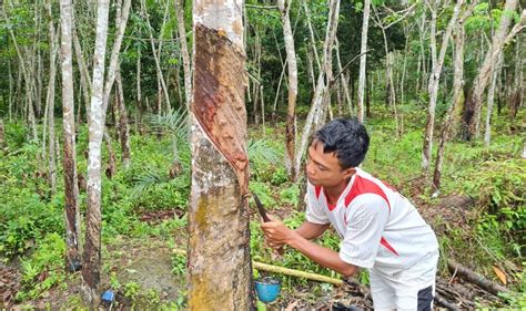 Terkenal Kabupaten Kaya Penghasil Migas Ternyata Muba Juga Penghasil