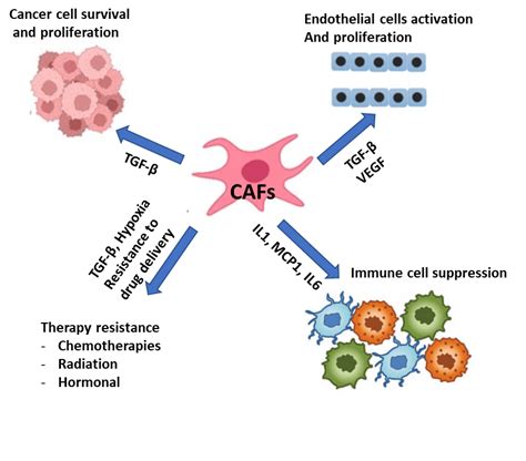 Cancer Associated Fibroblast Cafs Oncology Cro Services