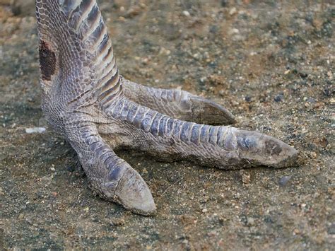 Greater Rhea Rhea Americana Foot Stock Image Colourbox