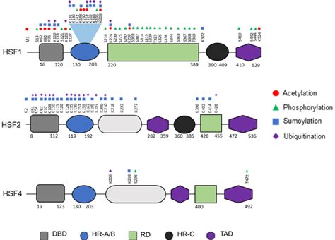 Comparison of the posttranslational modifications of human HSF1, HSF2 ...