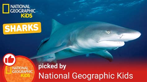 National Geographic Kids Sharks Book