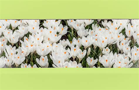 White Crocus Flower Garden Behind Wooden Fence Stock Photo - Download ...