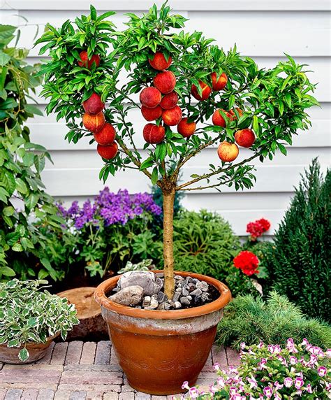 How To Grow Peaches And Nectarines In A Pot Quiet Corner