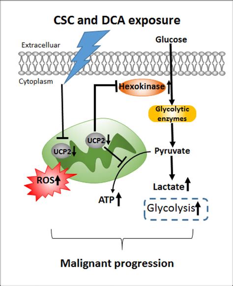 A Schematic Illustration Of A Role Of UCP2 In Bile Acids And Cigarette