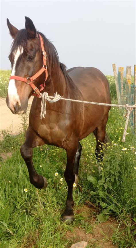 Vendo égua 8 anos montada Beja Salvador E Santa Maria Da Feira OLX