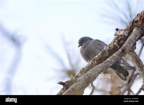 Hybrid between rock dove and Eurasian collared dove Stock Photo - Alamy