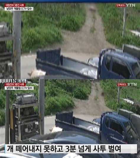 3분간 사투 50대 덮친 남양주 살인견 당시 Cctv 공개 네이트 뉴스