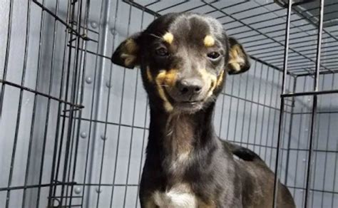 Shelter Dog's Goofy Smile Wins People's Hearts And Gets Him A New ...