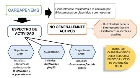 CARBAPENÉMICOS Medicine summaries uDocz