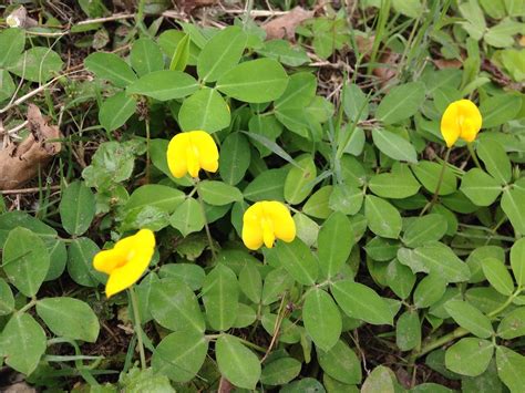 Arachis Duranensis Krapov And Wcgreg 蔓花生 Rebecca Law Flickr