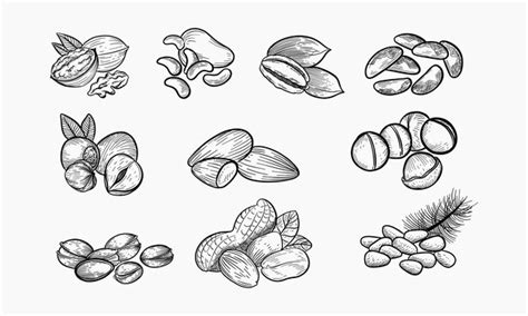 Premium Vector Nuts Set Sketch Style Food Illustrations Hand Drawn