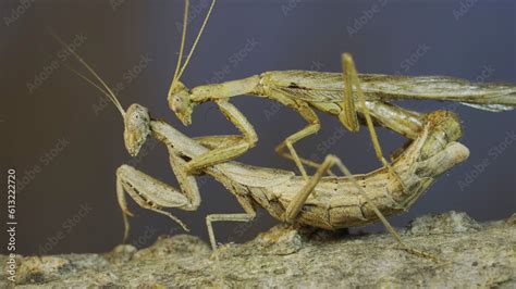 Clode-up of couple of praying mantis mating on tree branch. The mating process of praying ...