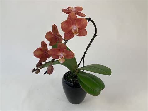 Phalaenopsis Swan Orange Rispe Inkl Bertopf Orchideen Wichmann