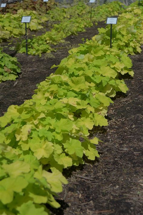 Heuchera ‘Citronelle’ | Mt. Cuba Center