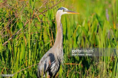 Lake Weir Florida Usa Photos and Premium High Res Pictures - Getty Images