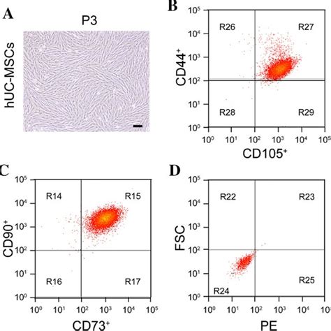 Culture And Identification Of Huc Mscs Huc Mscs Were Cultured With Fbs Download Scientific