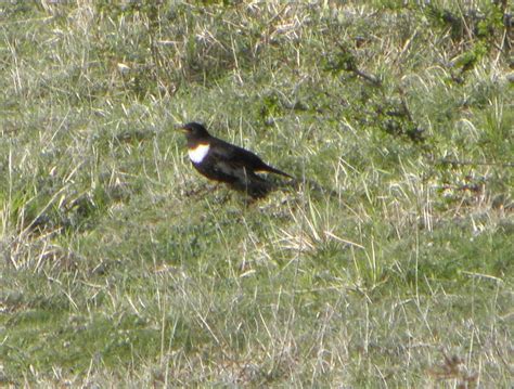 Benson And Ewelme Wildlife Ouzels