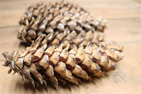 Western White Pine Cones similar to Sugar Pine Cones | Etsy