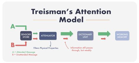 Attention Psychology Theories Practical Psychology