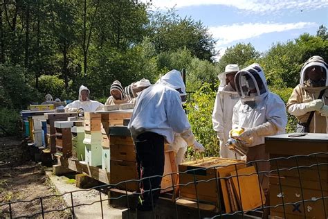 Les Ruchers réunis d Ittre vont préparer des pièges contre le frelon