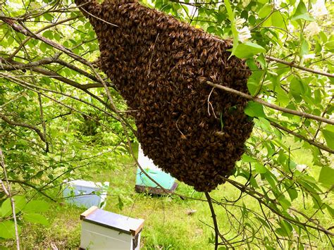 You Have A Honey Bee Swarm Stay Calm And Call A Beekeeper Part