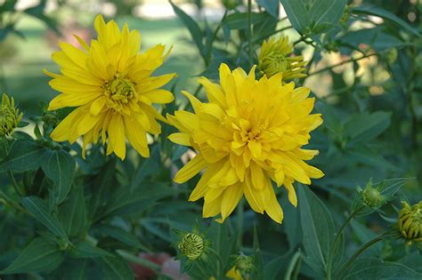 Golden Glow Coneflower (Rudbeckia laciniata 'Hortensia') in Hamilton Waterdown Ancaster ...