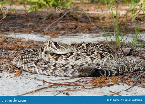 Eastern Diamondback Rattlesnake Crotalus Adamenteus Stock Image - Image ...