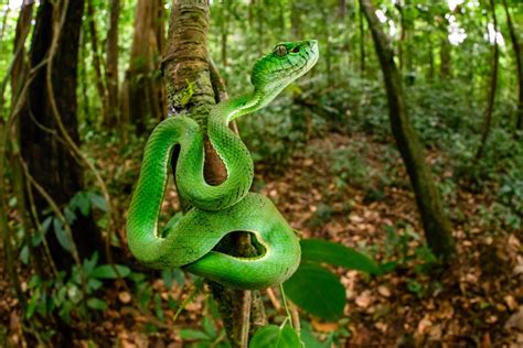 Gunung Leuser National Park Wildlife Location In Indonesia Asia