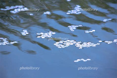 川面に浮かぶ桜の花びら 写真素材 2407254 フォトライブラリー Photolibrary