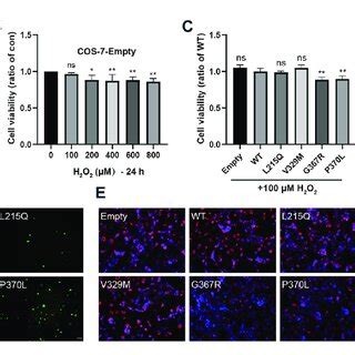 Myoc Mutations Induce Cellular Oxidative Injury A C Cos Cell