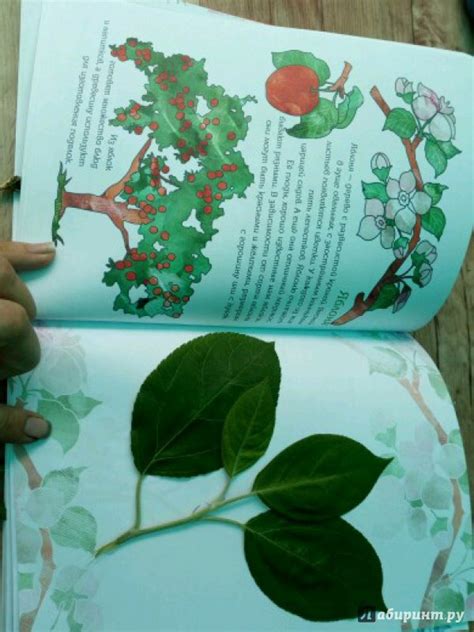Книга: Мой первый гербарий. Цветы и листья. ФГОС - . Купить книгу ...