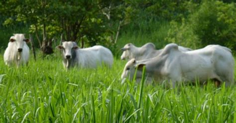 Artigo Cepea Afinal Quanto O Agronegócio Representa No PIB Brasileiro