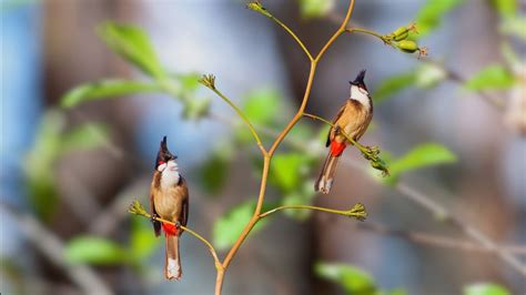 Beautiful Birds Sounds 10 Hours Relaxing Nature Sounds Chirping