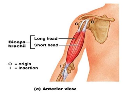 Ch Muscles Of The Elbow And Radioulnar Joint Flashcards Quizlet