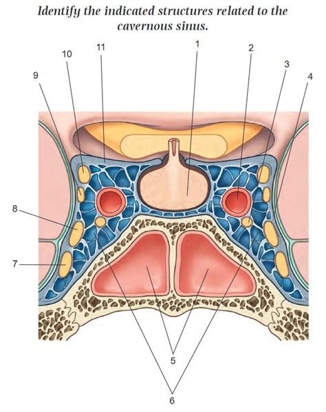 Cavernous Sinus Diagram Quizlet