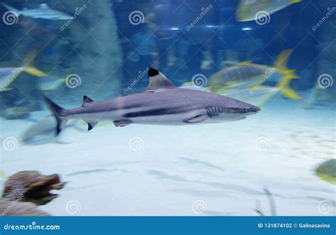 Blacktip reef shark . stock photo. Image of reef, gray - 131874102