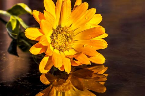 Kostenlose foto Natur blühen Blume Blütenblatt Regentropfen nass