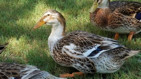 Silver Appleyard Ducks Baby Ducklings Cackle Hatchery