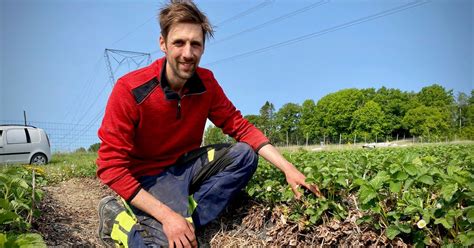 Odlarens dystra besked Inga jordgubbar från Västmanland till midsommar