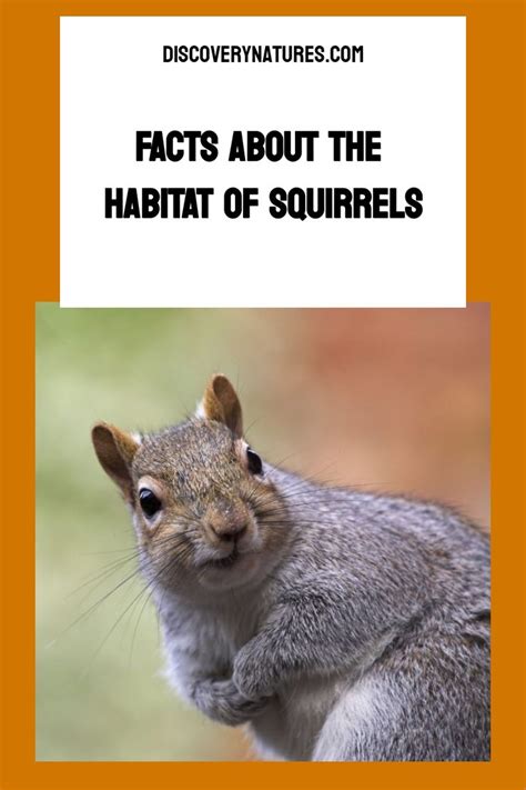 Facts About The Habitat Of Squirrels | Squirrel, Habitats, Fox squirrel