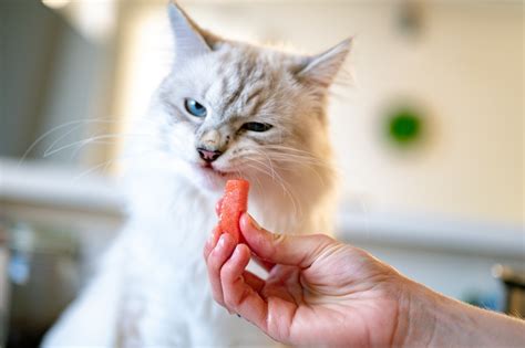 Cat Safe Treats 11 Human Foods You Can Safely Feed Your Cat