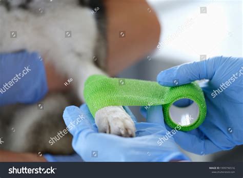 5,023 Dog with bandage Images, Stock Photos & Vectors | Shutterstock