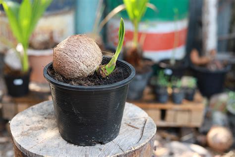 Langkah Mudah Cara Menanam Bonsai Kelapa Toko Deeres