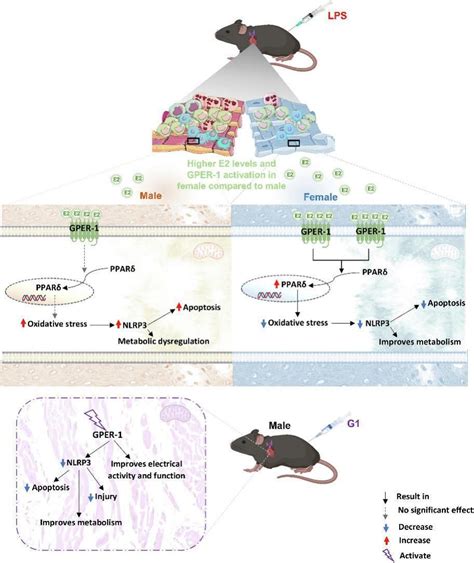 Estradiol Contributes To Sex Differences In Resilience To Sepsis