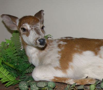 RARE Piebald Whitetail Deer Fawn Taxidermy full body | #135205640