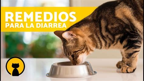 Antibiótico Efectivo Para Tratar La Diarrea En Gatos Actualizado